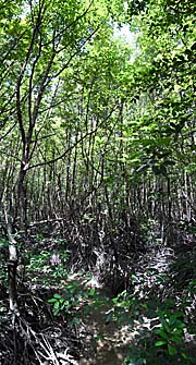 'Mangrove Forest' by Asienreisender